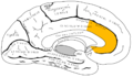 Gray727 anterior cingulate cortex.png