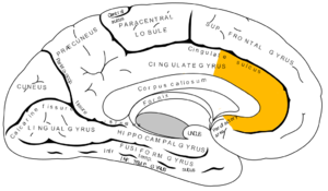Medial surface of left cerebral hemisphere, with anterior cingulate highlighted.