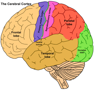 Cereberal Cortex.gif